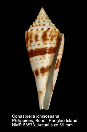 Conasprella ichinoseana.jpg - Conasprella ichinoseana(Kuroda,1956)